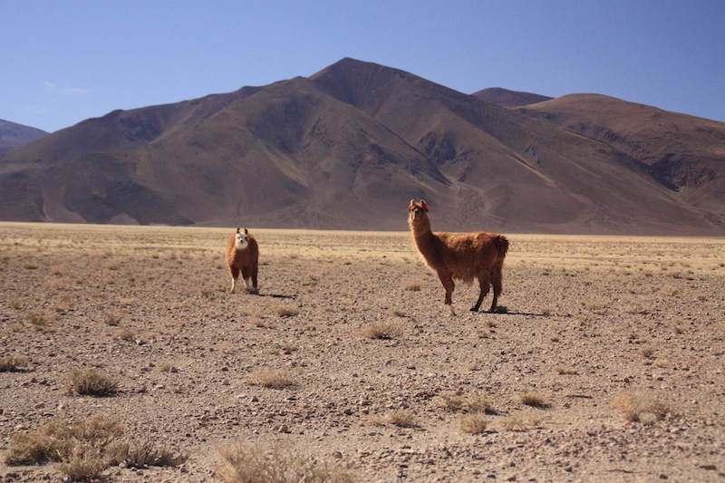 argentine tolar grande