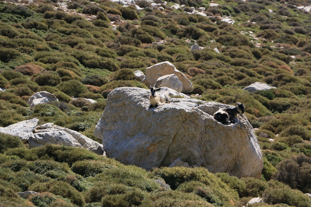 amorgos