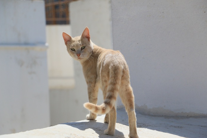 Amorgos