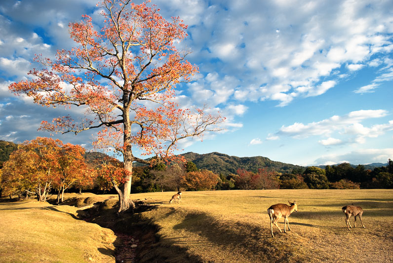 japon