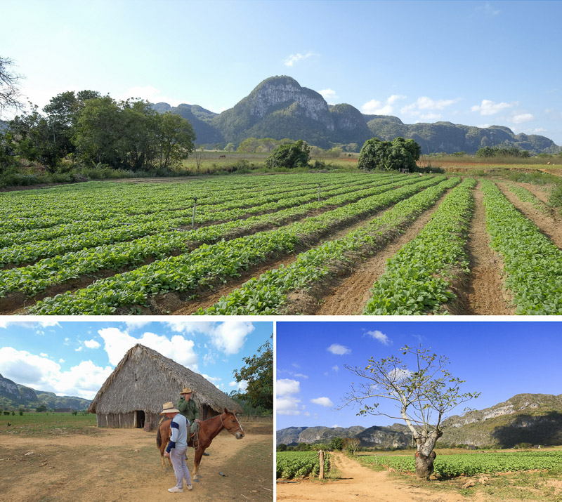 vinales vallee cuba