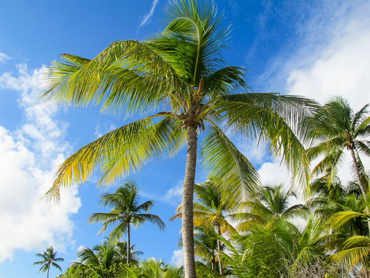 guadeloupe caraibes