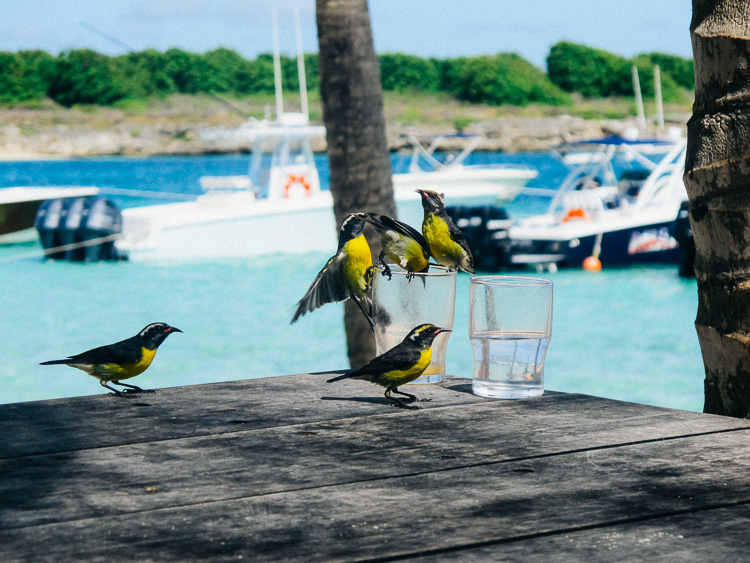 guadeloupe caraibes