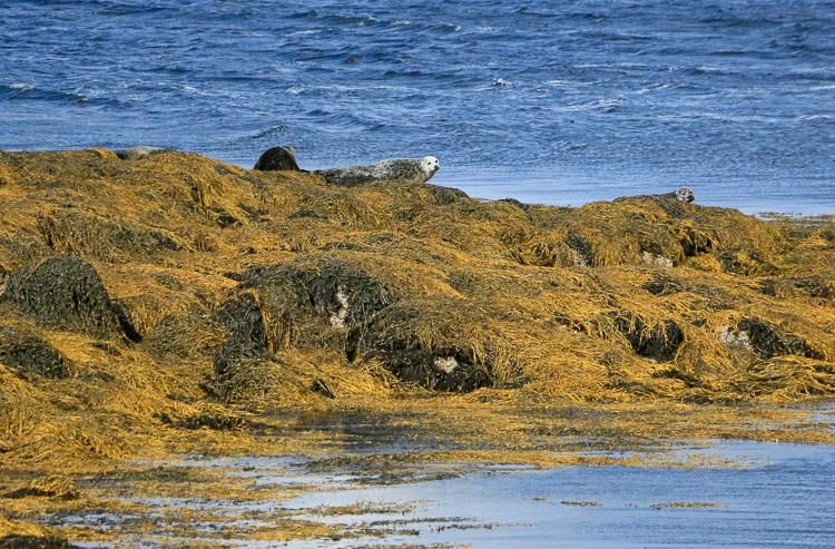 île de Skye Ecosse