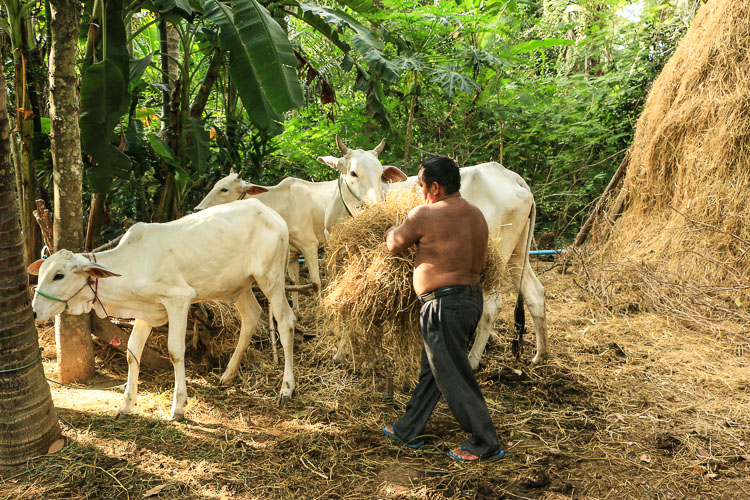 battambang