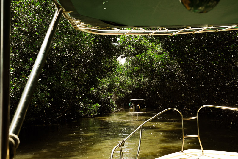 Mangrove Martinique