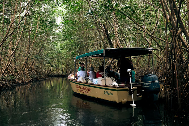 Mangrove Martinique